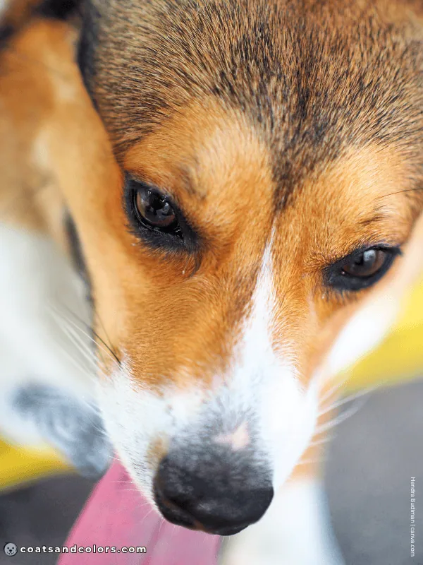 coatsandcolors.com Welsh Corgi Pembroke Colors widows peak