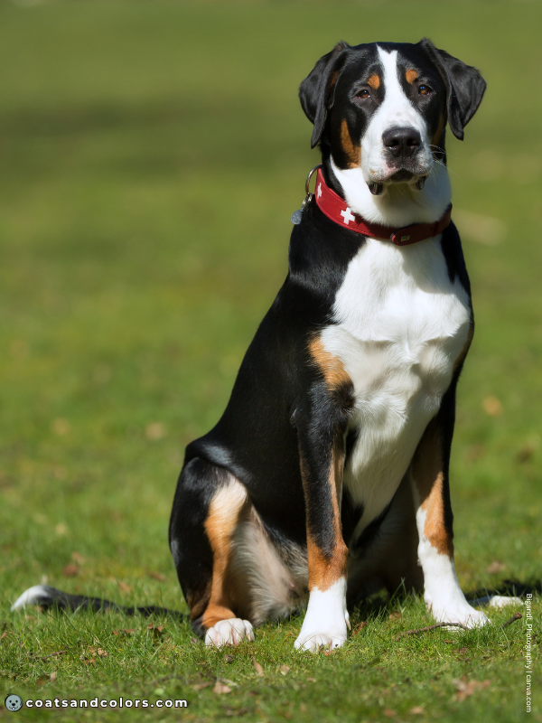 coatsandcolors.com Whitehead Dog Breeds Greater Swiss Sennenhund