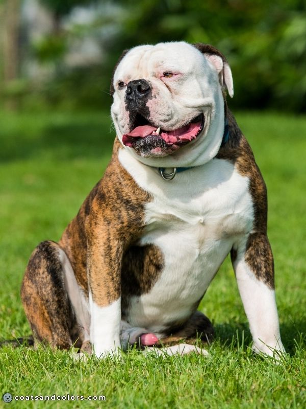 coatsandcolors.com Whitehead Spotting American Bulldog walking