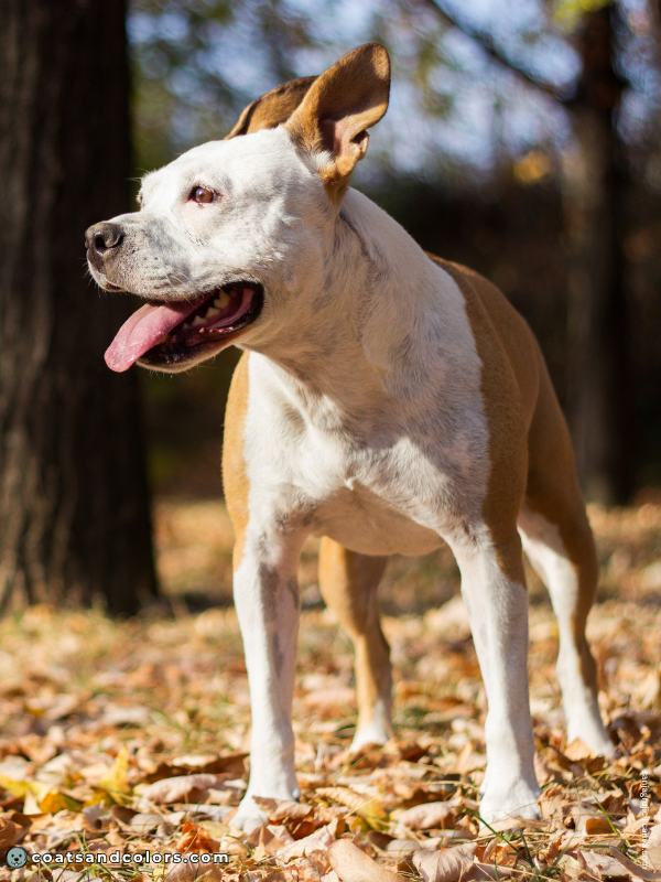 coatsandcolors.com Whitehead Spotting Pit AMStaff