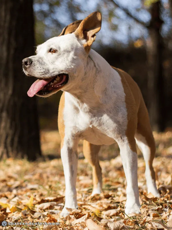 coatsandcolors.com Whitehead Spotting Pit AMStaff