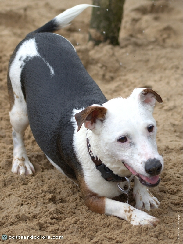 coatsandcolors.com Whitehead JRT