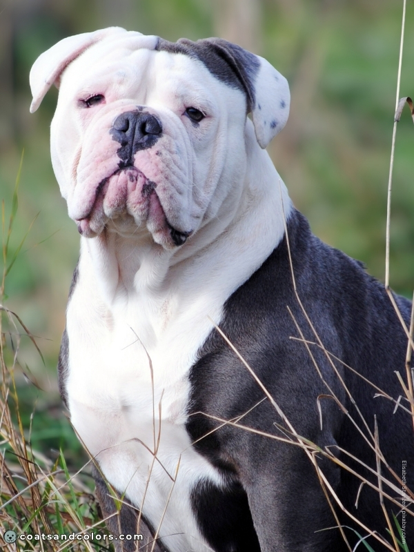 coatsandcolors.com Whitehead bully type 1