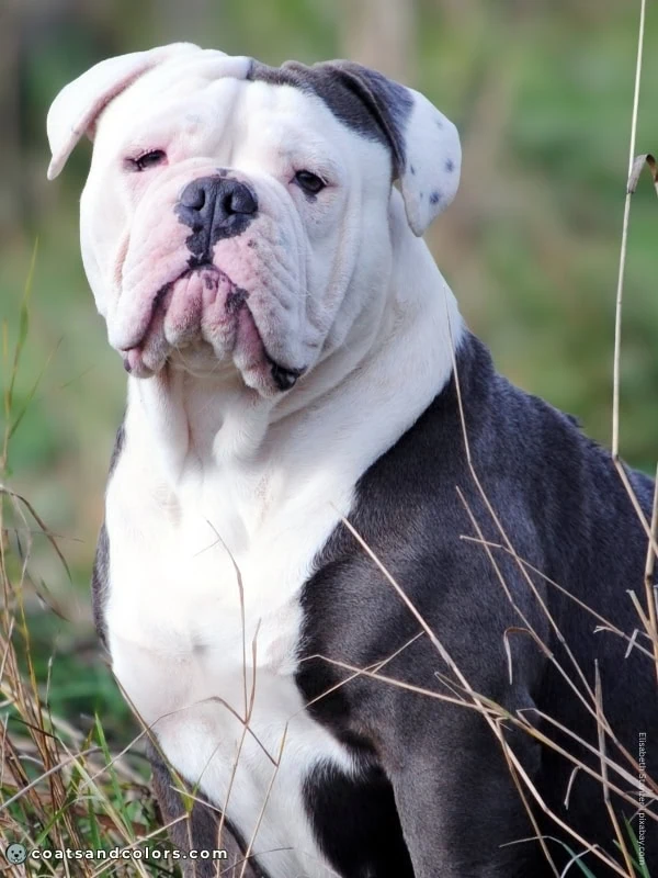 coatsandcolors.com Whitehead bully type 1