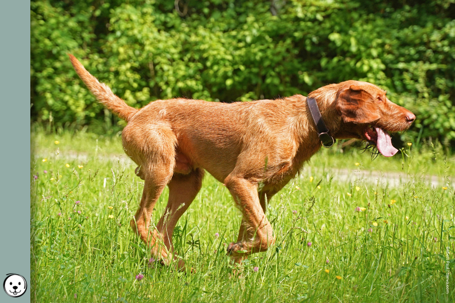 coatsandcolors.com Wireheaired Vizsla Colors 900x600 1