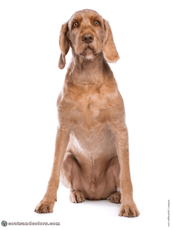coatsandcolors.com Wireheaired Vizsla Colors Dudley nose