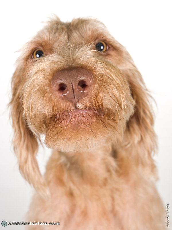 coatsandcolors.com Wireheaired Vizsla Colors base color brown