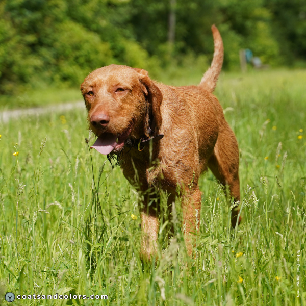 coatsandcolors.com Wireheaired Vizsla Colors base pattern ee