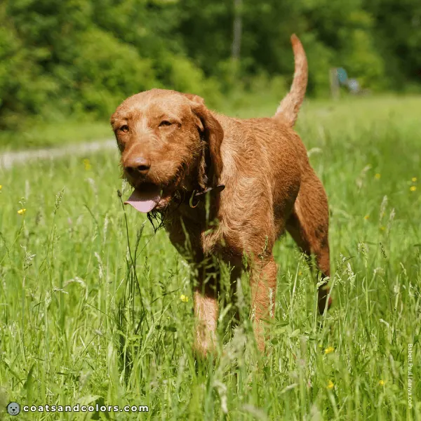 coatsandcolors.com Wireheaired Vizsla Colors base pattern ee