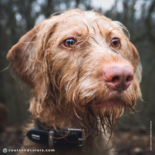 coatsandcolors.com Wireheaired Vizsla Colors dark amber eyes 2