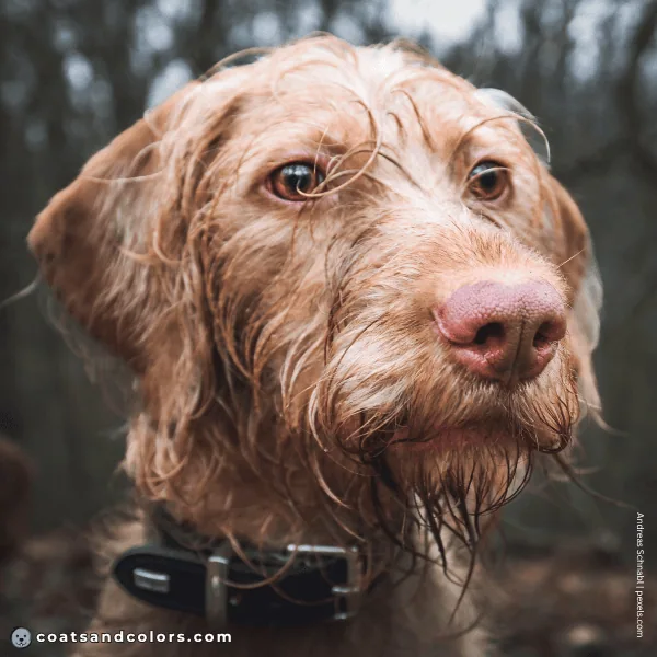 coatsandcolors.com Wireheaired Vizsla Colors dark amber eyes 2