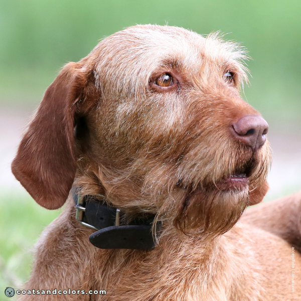 coatsandcolors.com Wireheaired Vizsla Colors dark amber eyes