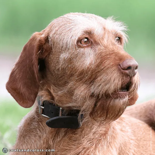 coatsandcolors.com Wireheaired Vizsla Colors dark amber eyes