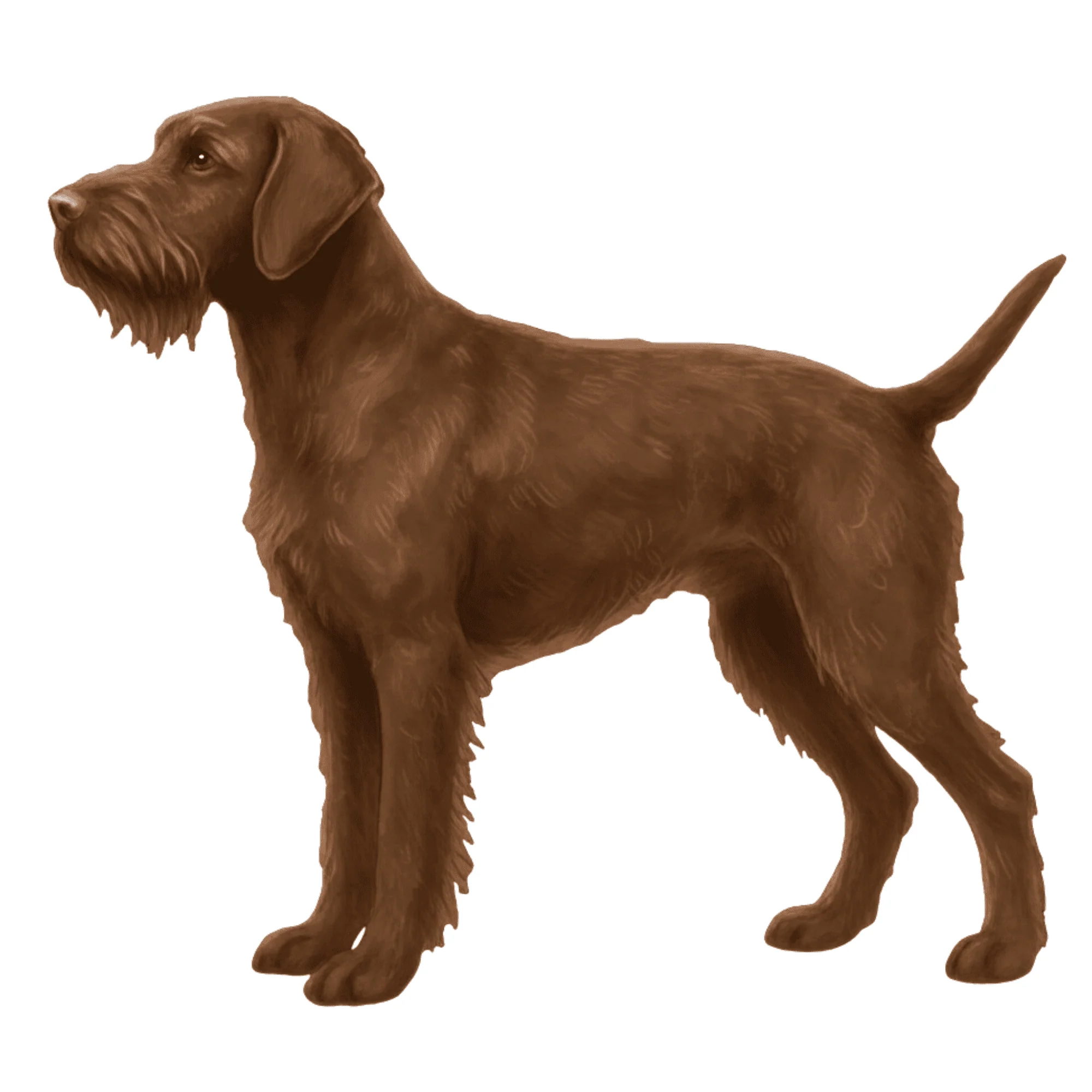 coatsandcolors.com Wireheaired Vizsla Colors faulty colors brown