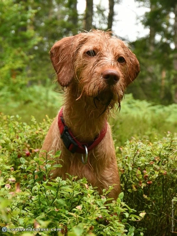 coatsandcolors.com Wireheaired Vizsla Colors golden rust 1