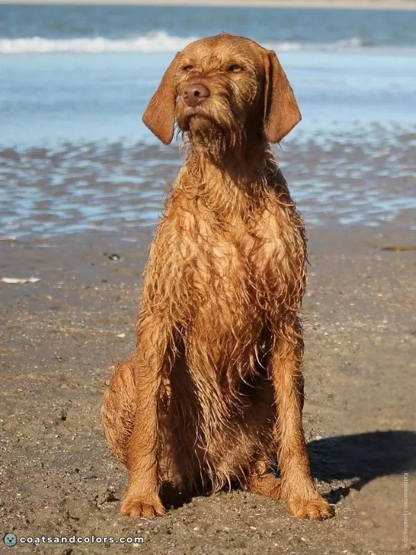coatsandcolors.com Wireheaired Vizsla Colors golden rust 2