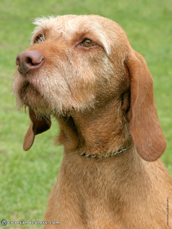 coatsandcolors.com Wireheaired Vizsla Colors golden rust 3 b
