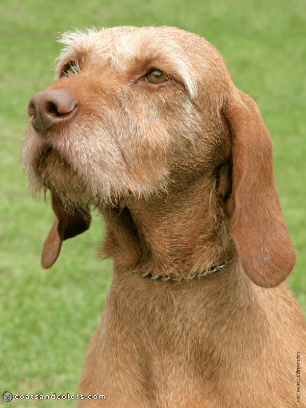 coatsandcolors.com Wireheaired Vizsla Colors golden rust 3 b