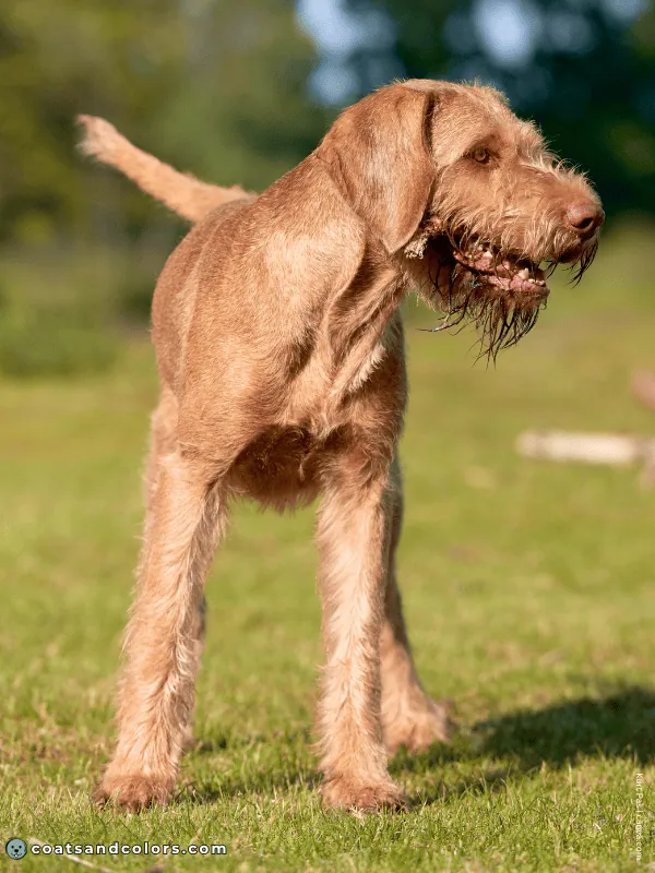 coatsandcolors.com Wireheaired Vizsla Colors golden rust intensity