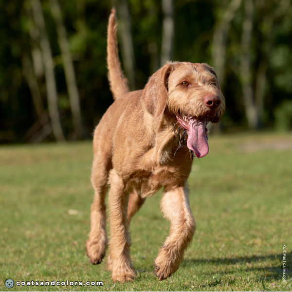 coatsandcolors.com Wireheaired Vizsla Colors intensity 2