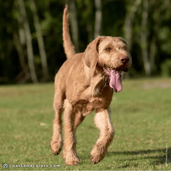 coatsandcolors.com Wireheaired Vizsla Colors intensity 2