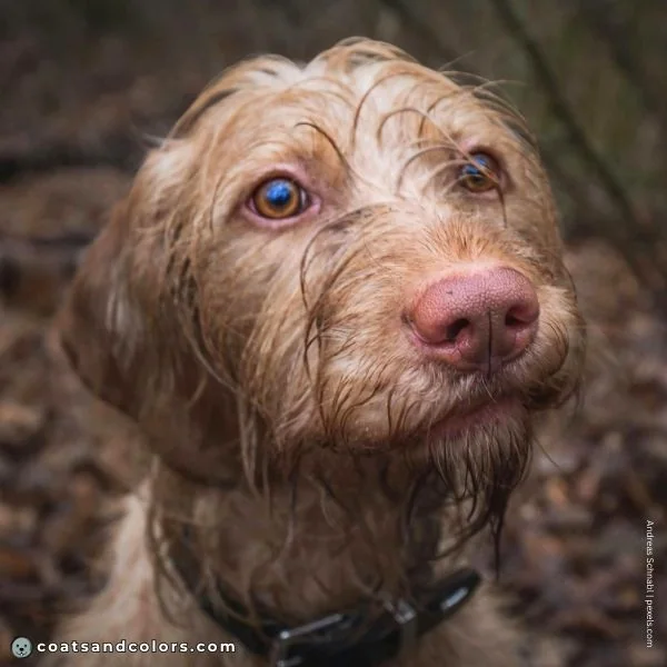 coatsandcolors.com Wireheaired Vizsla Colors nose color 1