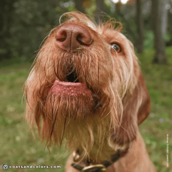 coatsandcolors.com Wireheaired Vizsla Colors nose color 3
