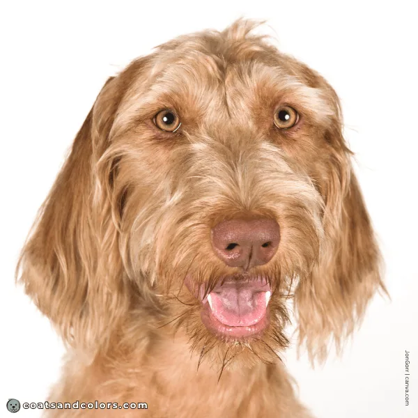 coatsandcolors.com Wireheaired Vizsla Colors nose color 4