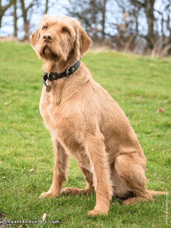 coatsandcolors.com Wireheaired Vizsla Colors sandy 3