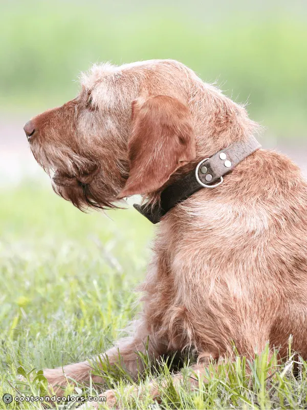 coatsandcolors.com Wireheaired Vizsla Colors sandy gold 1