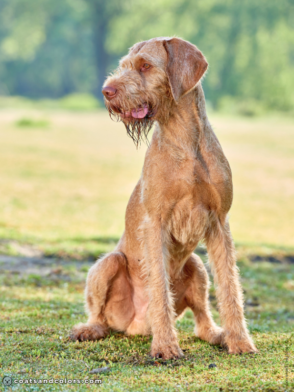 coatsandcolors.com Wireheaired Vizsla Colors sandy gold 2