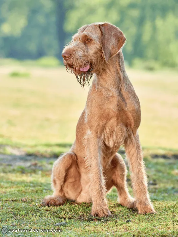 coatsandcolors.com Wireheaired Vizsla Colors sandy gold 2
