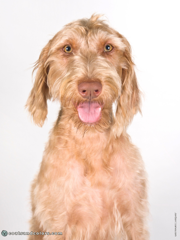 coatsandcolors.com Wireheaired Vizsla Colors sandy gold 3b