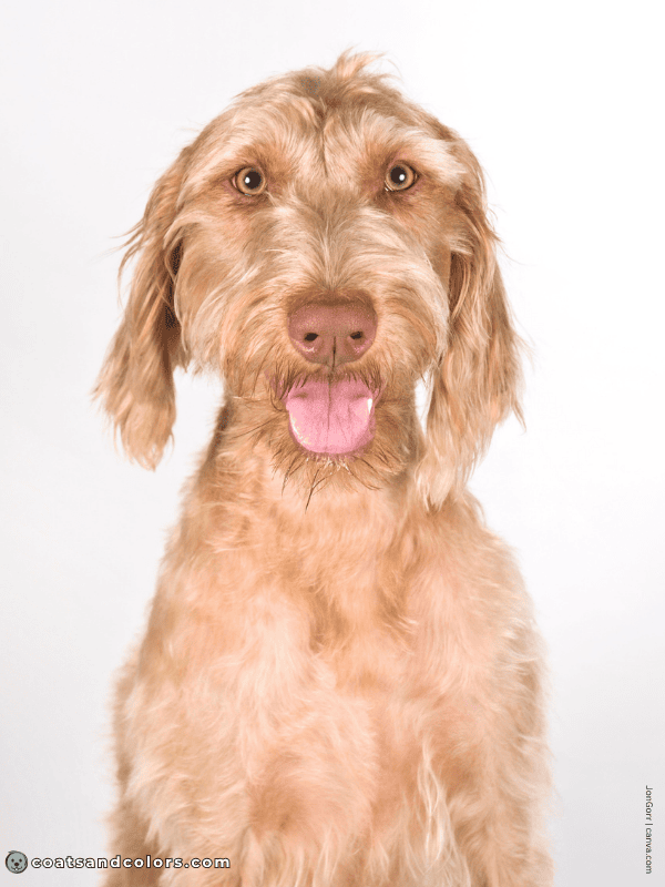 coatsandcolors.com Wireheaired Vizsla Colors sandy gold 3b