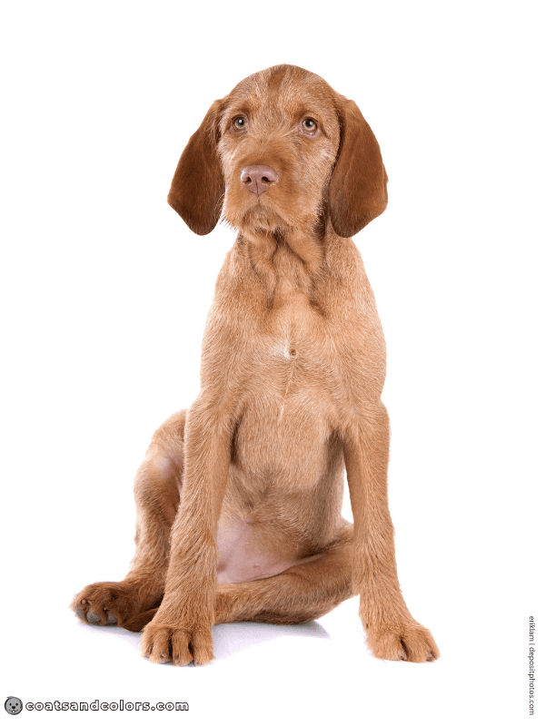 coatsandcolors.com Wireheaired Vizsla Colors tiny white chest spot