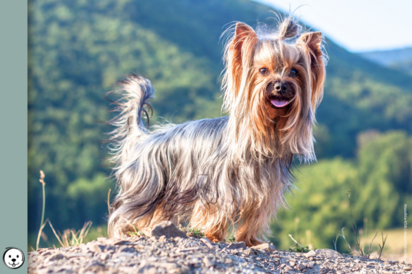 coatsandcolors.com Yorkshire Terrier Colors 900x600 b