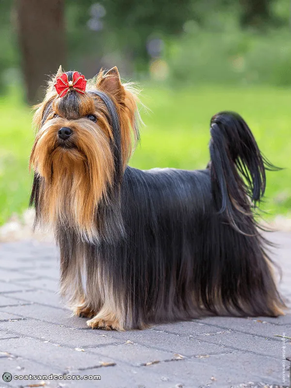 coatsandcolors.com Yorkshire Terrier Colors black gold 5