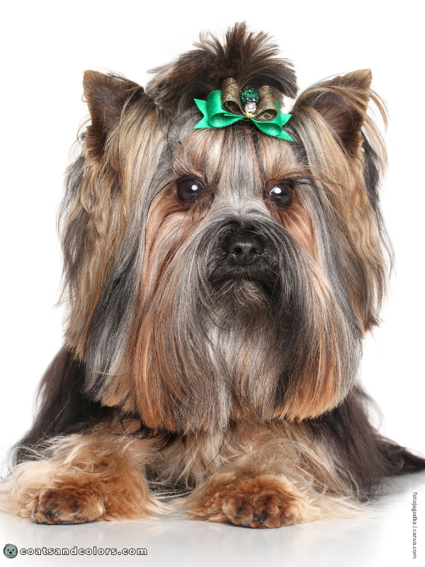 coatsandcolors.com Yorkshire Terrier Colors black muzzle