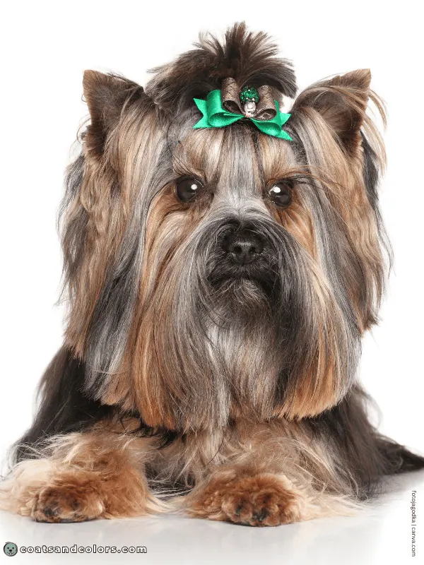 coatsandcolors.com Yorkshire Terrier Colors black muzzle