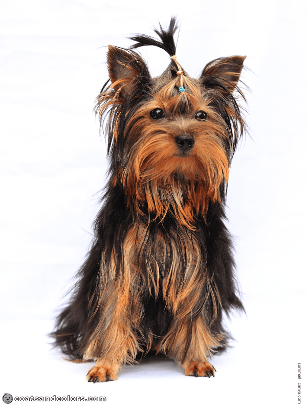 coatsandcolors.com Yorkshire Terrier Colors black red