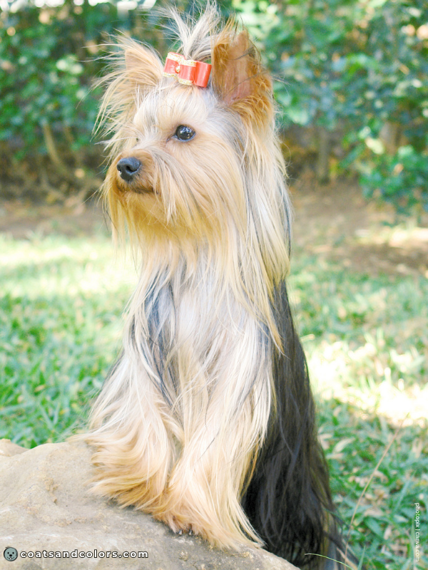 coatsandcolors.com Yorkshire Terrier Colors black tan 1