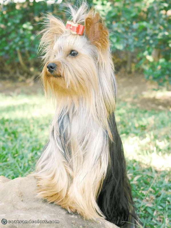 coatsandcolors.com Yorkshire Terrier Colors black tan 1