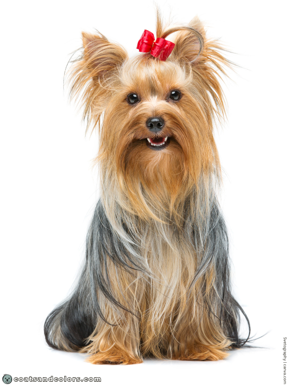 coatsandcolors.com Yorkshire Terrier Colors blue gold 2