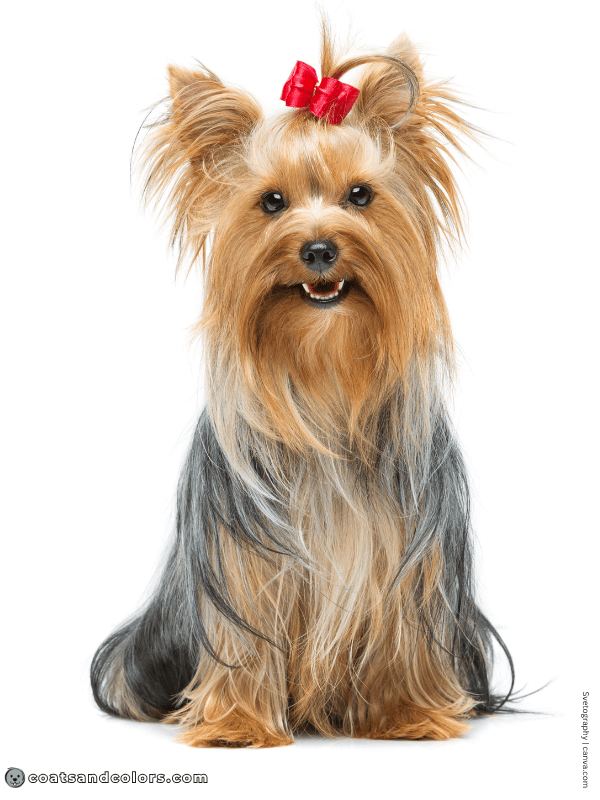 coatsandcolors.com Yorkshire Terrier Colors blue gold 2