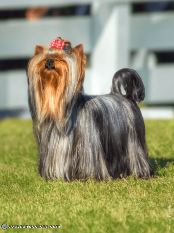 coatsandcolors.com Yorkshire Terrier Colors blue gold 3