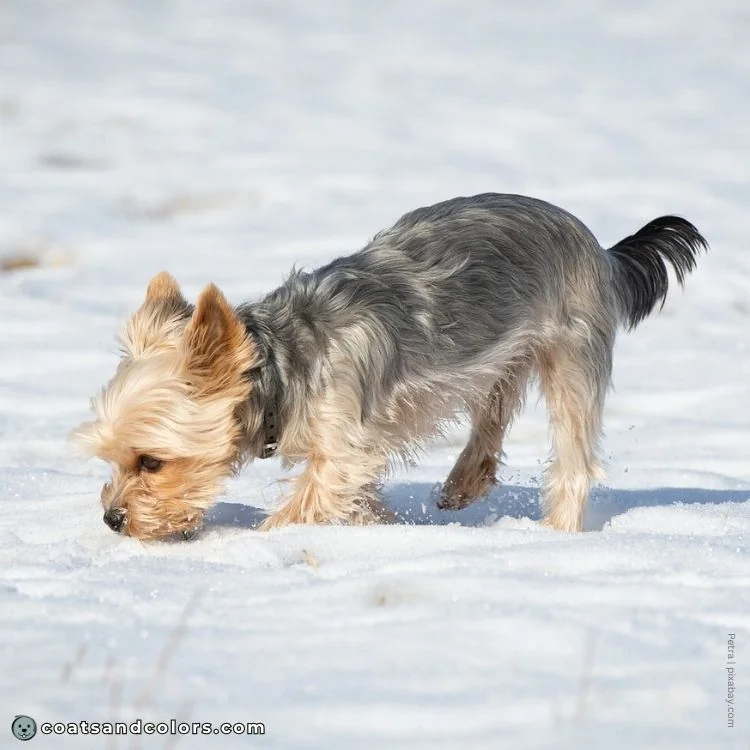 coatsandcolors.com Yorkshire Terrier Colors blue tan 1