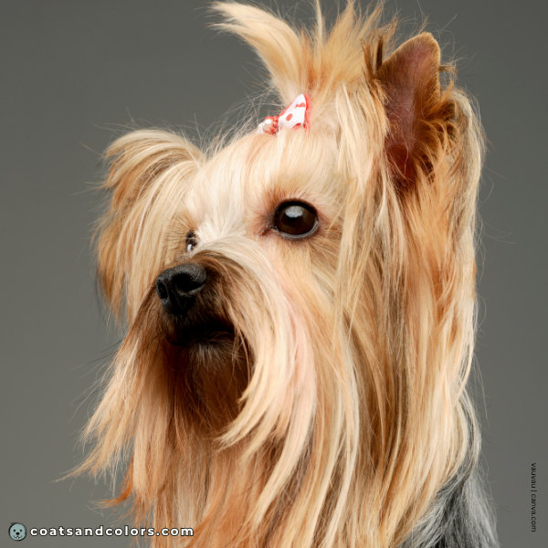 coatsandcolors.com Yorkshire Terrier Colors brown eyes 1