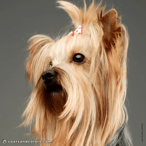 coatsandcolors.com Yorkshire Terrier Colors brown eyes 1