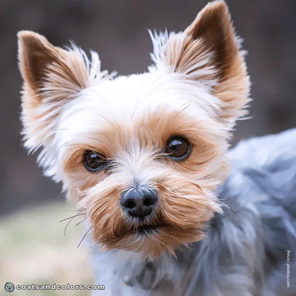 coatsandcolors.com Yorkshire Terrier Colors brown eyes 2