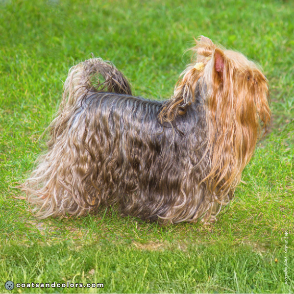 coatsandcolors.com Yorkshire Terrier Colors curly coat
